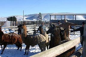 Volunteers round up the remaining llamas at the now-defunct Montana Large Animal Sanctuary and Rescue.
