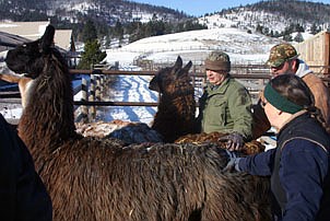 Dick Williams works with volunteers to get some of the last llamas onto a trailer and to new homes.