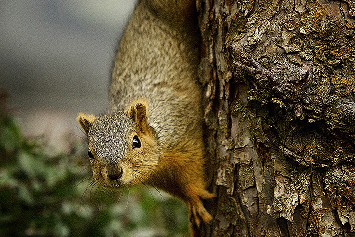 &lt;p&gt;JEROME A. POLLOS/Press A squirrel climbs down a tree in downtown Coeur d'Alene after foraging through the branches Friday.&lt;/p&gt;