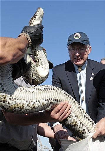 &lt;p&gt;Secretary of Interior Ken Salazar, helps National Park Rangers
as they prepare to put a 13-foot python in a bag in the Everglades,
Fla., Tuesday, Jan. 17, 2012. Salazar announced the ban on
importation and interstate transportation of four giant snakes that
threaten the Everglades. (AP Photo/Alan Diaz)&lt;/p&gt;