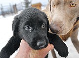 Dogs' tale touches people's hearts