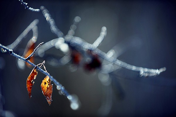 &lt;p&gt;Frost glistens on leaves and branches in Lawrence Park in Kalispell Jan. 17.&lt;/p&gt;