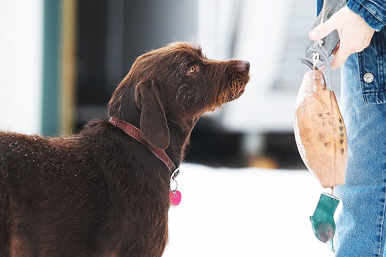 &lt;p&gt;Tana Montana, a Pudelpointer, eyes a bird dummy held by her owner Todd Wirthlin Friday morning at the TLC Ranch west of Kalispell.&lt;/p&gt;