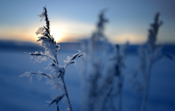 &lt;p&gt;Fresh snowflakes coat stalks of wild grass along Fairview Crossroad east of Kalispell Thursday morning. The Flathead Valley has a 20 percent chance of getting more snow today.&lt;/p&gt;