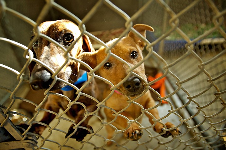 &lt;p&gt;There is a waiting to list to adopt the five dogs transferred from the Humane Society of Central Washington. The dogs were earlier thought to have been saved from being euthanized, but HSCW staff says it only puts animals down in rare circumstances.&lt;/p&gt;