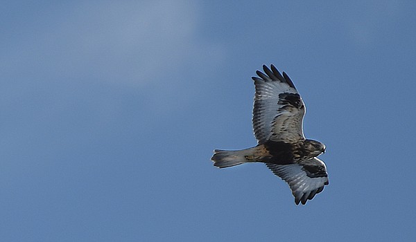 &lt;p&gt;A Rough-Legged Hawk flies over Lake Blaine on Tuesday, January 29, east of Kalispell. (Brenda Ahearn/Daily Inter Lake)&lt;/p&gt;