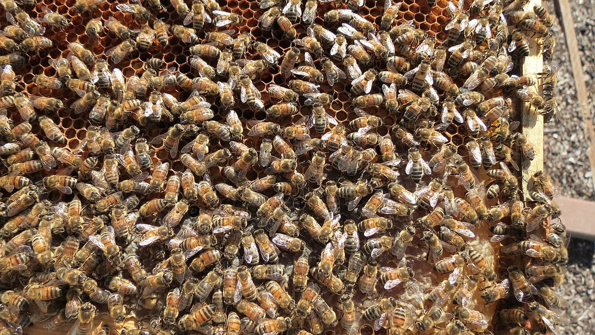 &lt;p&gt;Mature honey bees buzz about a frame with capped honey cells in this summer 2015 photo. University of Idaho is offering two classes on bees and beekeeping on Feb. 8 and 13.&lt;/p&gt;