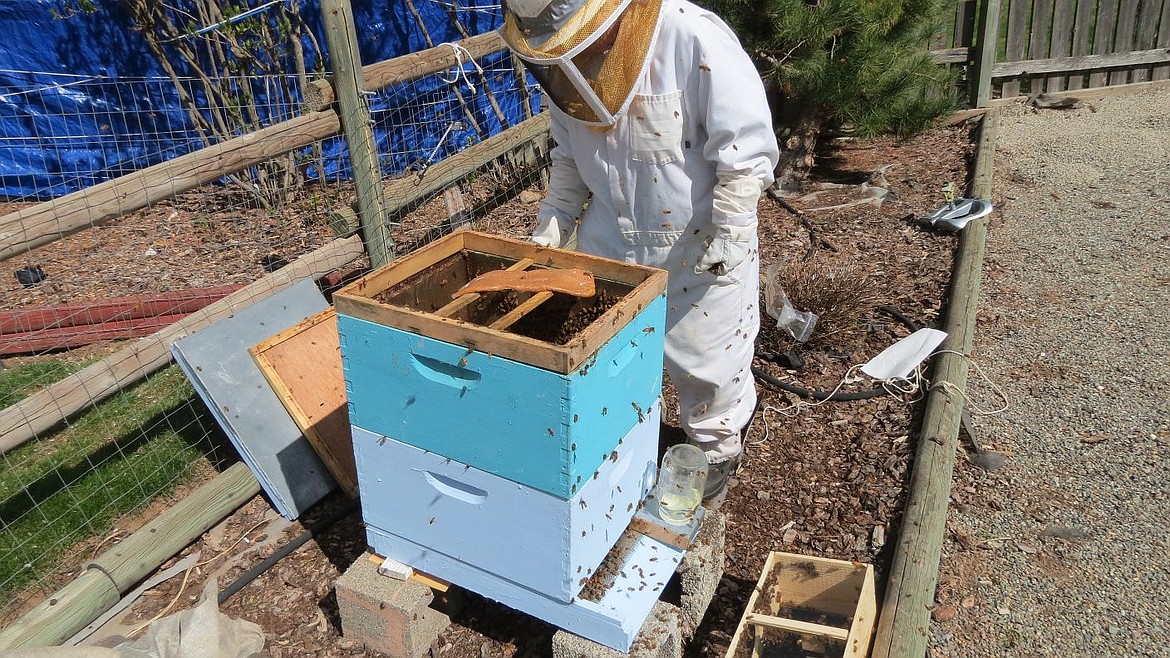 &lt;p&gt;Beekeeper Barb Ford showcases a &quot;feeder board&quot; while tending to a hive at her home in spring of 2015. A &quot;feeder board,&quot; which looks like a strip of peanut butter, is used in the spring and fall to give honey bees a jump start and keep them going.&lt;/p&gt;