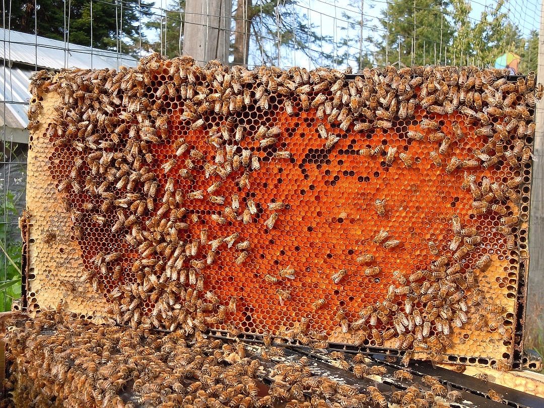 &lt;p&gt;Honey bees are hard at work producing honey on this hive frame. Honey bees are social, productive and cooperative creatures that benefit neighborhoods by pollinating flowers and increasing harvests in vegetable gardens.&lt;/p&gt;