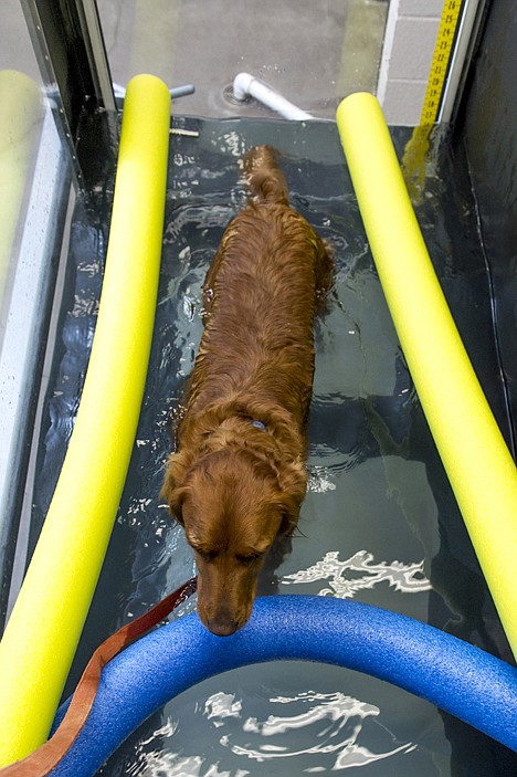 &lt;p&gt;Zack, a golden retriever, uses an underwater treadmill for a gait study at the Small Animal Orthopaedics at the College of Veterinary Medicine and Biomedical Sciences, in Fort Collins, Colo., on March 18, 2013.&lt;/p&gt;