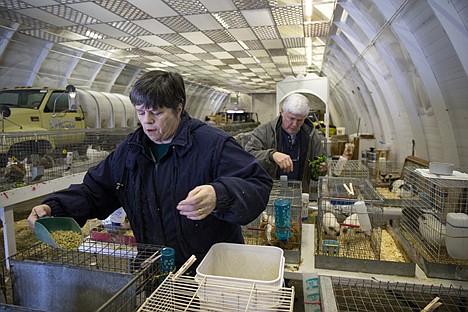 &lt;p&gt;Kootenai Fairgrounds volunteer Serena Lucas and her husband Tom Lucas, a Kootenai fair foundation board member, feed guinea pigs Friday at the fairgrounds.&lt;/p&gt;