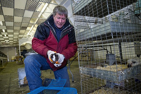 &lt;p&gt;Volunteer Bob Wright removes a guinea pig from it&#146;s cage before cleaning the cage Friday at the Kootenai fairgrounds where a hoard animals are being held for the Kootenai Sherif&#146;s Department.&lt;/p&gt;