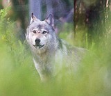 Wolf populations had humble beginnings