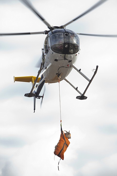 &lt;p&gt;A Quicksilver Air helicopter transports a bighorn sheep from
Wild Horse Island to Big Arm State Park Thursday afternoon.&lt;/p&gt;
&lt;p&gt;&#160;&lt;/p&gt;