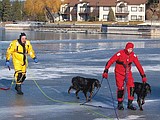 Firefighters rescue dogs
