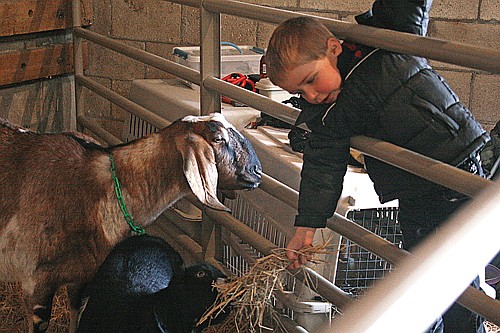 Feeding the goats