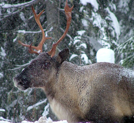 &lt;p&gt;FILE - In this November 2005 file photo provided by the British Columbia Forest Service are part of a Southern Selkirk caribou herd moving north through the Selkirk Mountains about three miles north of the Washington state border into Canada. Woodland caribou are struggling to survive in the United States, precariously occupying one remote area of the Northwest. The federal government has proposed designating about 600 square miles in Idaho and Washington as critical habitat in an effort to save this last U.S. herd. (AP Photo/British Columbia Forest Service, Garry Beaudry, File)&lt;/p&gt;