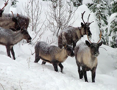 &lt;p&gt;FILE - In this November 2005 file photo provided by the British Columbia Forest Service are part of a Southern Selkirk caribou herd moving north through the Selkirk Mountains about three miles north of the Washington state border into Canada. Woodland caribou are struggling to survive in the United States, precariously occupying one remote area of the Northwest. The federal government has proposed designating about 600 square miles in Idaho and Washington as critical habitat in an effort to save this last U.S. herd. (AP Photo/British Columbia Forest Service, Garry Beaudry, File)&lt;/p&gt;