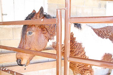 &lt;p&gt;Tracy Dalke's curly horse, Whiskey, peers out of his stall. There are only 6,000 registered curly horses in the world and 16 of them reside on Dalke's farm in Charlo.&lt;/p&gt;