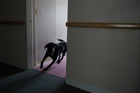 &lt;p&gt;Rescue dog Maya runs from room to room searching for a hidden &#147;victim&#148; as part of a training exercise Friday with the Coeur d&#146;Alene Fire Department K-9 team.&lt;/p&gt;