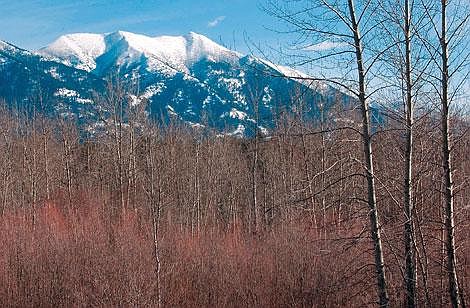 An 80-acre tract of Flathead National Forest land along the Flathead River south of Columbia Falls is on a list of national forest lands proposed for sale. Nationally, more than 306,000 acres are on the list, including 2,928 acres on the Flathead Forest. Karen Nichols/Daily Inter Lake