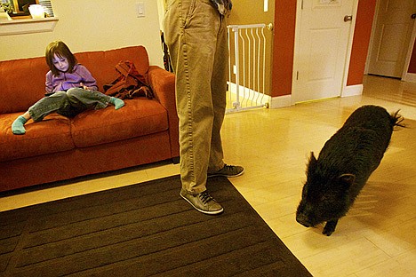 &lt;p&gt;Charis Adams, 6, sits on her couch while her family's pet pot-bellied pig, Penelope, enters the living room Monday in their Post Falls home. The Adams have owned Penelope since adopting her from a breeder nearly two years ago.&lt;/p&gt;