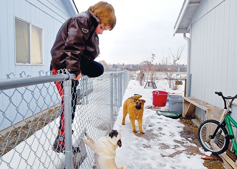James Rausch, 6, climbs over his fence into his back yard to play with his dogs Maisy and Alfredo.