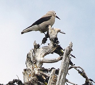 &lt;p&gt;The sharp bill on a Clark&#146;s nutcracker enables it to hammer open ripe cones to obtain seeds. The nutcracker is a member of the corvid family, which includes gray jays, crows and ravens.&lt;/p&gt;