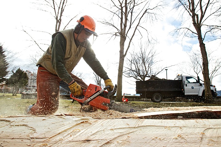 &lt;p&gt;JEROME A. POLLOS/Press Sam LaPresta, with the City of Coeur d'Alene Parks Department, quarters a 75-foot maple tree Thursday that was badly rotted in the City Park. City employees determined that an eight-foot section of the tree was suitable to be recycled for benches that they'll craft and place in city parks.&lt;/p&gt;