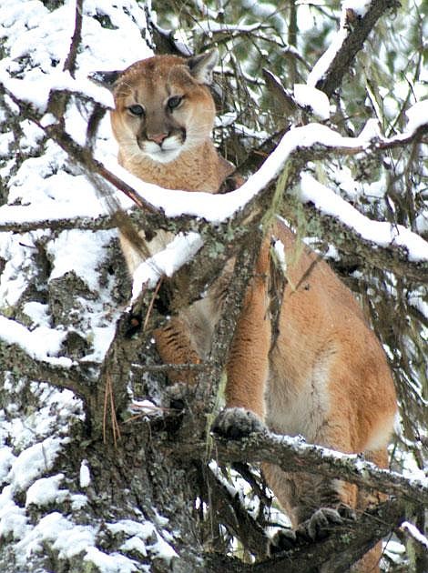 Colorado Parks and Wildlife investigating suspected fatal mountain lion attack