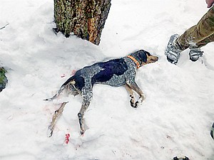 what dogs are used to hunt wolves