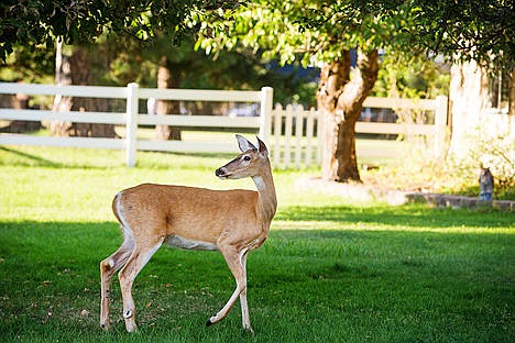A deer looks back while walking through a Dalton Gardens yard in this August 20, 2013.