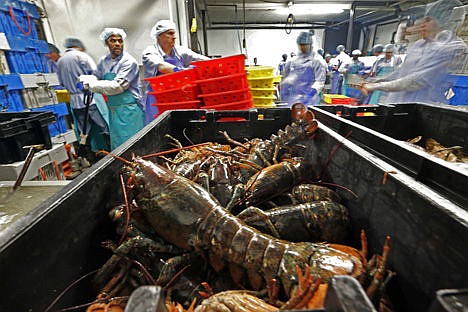 &lt;p&gt;In this June 20, 2014, file photo, lobsters are processed at the Sea Hag Seafood plant in St. George, Maine.&lt;/p&gt;