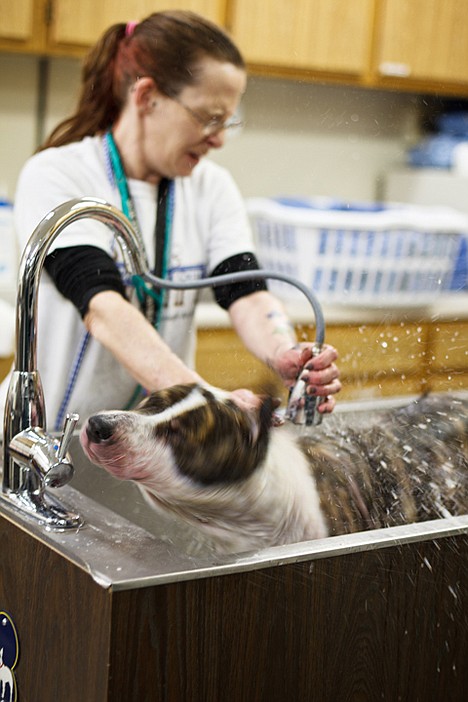 &lt;p&gt;Paris, a six-month-old pit bull mix, shakes excess water from her coat Friday as Mary Powell, lead kennel operator, gives the dog a bath at the Kootenai Humane Society in Hayden. The canine has a case of mange, which is a skin disease of mammals caused by parasitic mites.&lt;/p&gt;