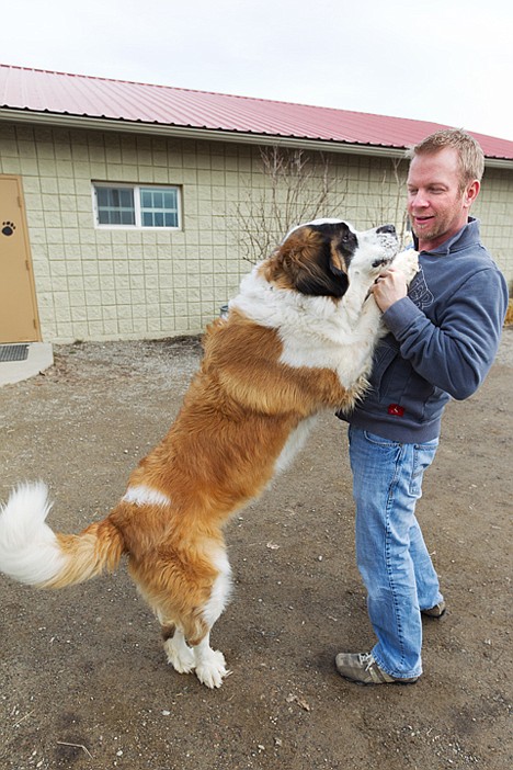 &lt;p&gt;Pete Chichester, marketing director for the Kootenai Humane Society, features one of the newest residents at the animal shelter, Sadie, a 140-pound Saint Bernard, to promote the organization's upcoming fundraiser Riding for Rover.&lt;/p&gt;