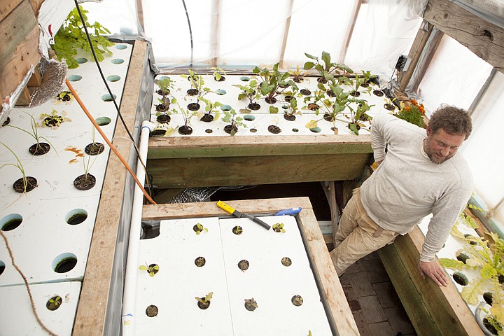 &lt;p&gt;Mark Winchel is raising Tilapia in an aquaponics operation in
the greenhouse on his property near Whitefish. The roots of the
plants share the same water as the fish.&lt;/p&gt;