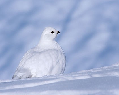 &lt;p&gt;Ptarmigan molt into a completely white plumage in the fall to stay camouflaged from predators. They molt again in the spring to match their brown surroundings. Early or late snowfall can make ptarmigan stick out like a beacon if they have already molted.&lt;/p&gt;