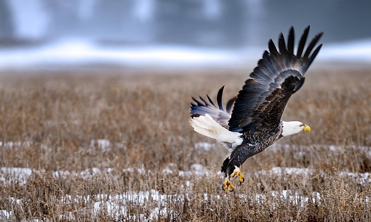 A bald eagle lands in a field north of Kalispell on Whitefish Stage Road on Tuesday.