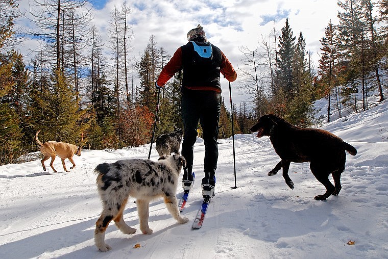 Steve Martini is joined by his dogs as he heads out on one of the Blacktail Cross-Country ski trails Thursday afternoon.
