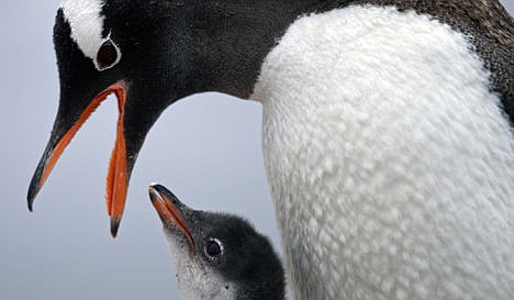 &lt;p&gt;In this Jan. 22, 2015 photo, a Gentoo penguin feeds its baby at Station Bernardo O'Higgins in Antarctica.&lt;/p&gt;