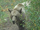McCain takes shot at grizzly bear study