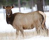 FWP reports on wildlife at interlocal meeting