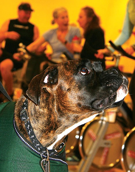 &lt;p&gt;Tag, a boxer, checks out his surroundings during the Riding for Rover fundraiser for the Kootenai Humane Society at Peak Health and Fitness in Post Falls on Friday.&lt;/p&gt;