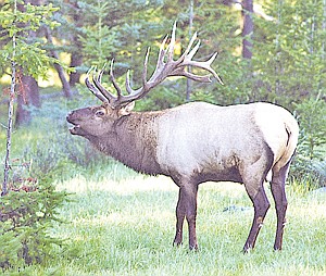 Two Montana Elk Test Positive For Chronic Wasting Disease | Western News