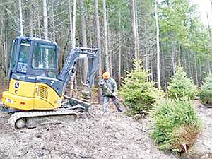 Montana State Logging