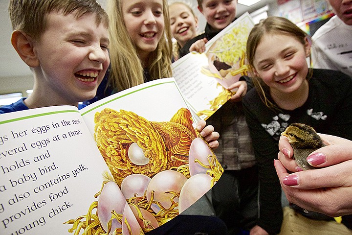 &lt;p&gt;JEROME A. POLLOS/Press Quinton Duce, left, has a laugh as he and his classmates Justice Simone, from right, Caleb Lindsay, Maddy Quigley and Kylie Stone read the book &quot;From Egg to Chicken&quot; to a chick Tuesday which was born in their Skyway Elementary classroom last week. Tracy Obermayer, an advanced learning teacher at the school, organized a EXCEL Foundation funded project to have eggs in an incubator stored in her classroom as her students read books about children living on a farm. She also placed a web camera over the incubator so visitors to her class website could observe the project over the internet. The chickens began to hatch on Thursday and a total of 15 chicks are taking up residence in a brood box inside the classroom.&lt;/p&gt;