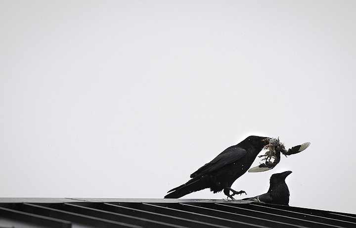 &lt;p&gt;SHAWN GUST/Press After feeding on a pigeon, a crow secures its catch before flying away from another Thursday on the rooftop of a Coeur d'Alene business.&lt;/p&gt;