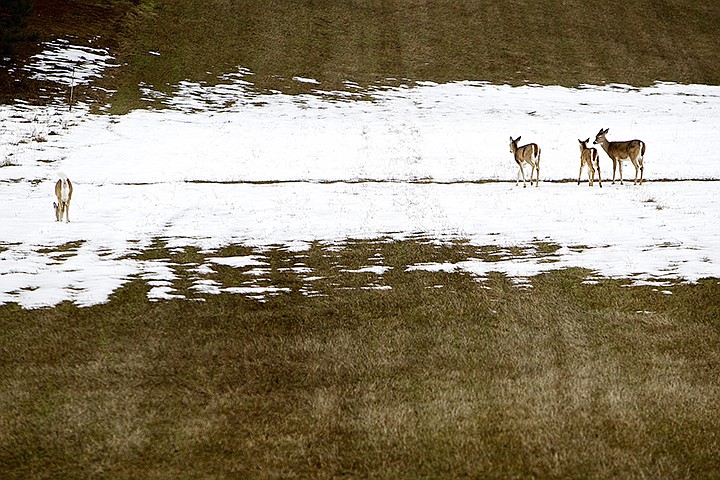 &lt;p&gt;JEROME A. POLLOS/Press A small herd of deer walk through a band of snow in a pasture Friday in French Gulch.&lt;/p&gt;