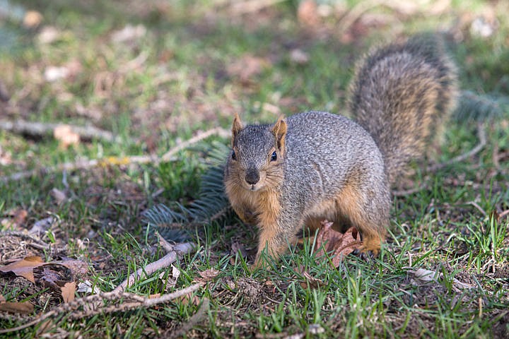 &lt;p&gt;A squirrel poses for the camera on Wednesday at City Park in Coeur d'Alene. For over a decade employees of the Kootenai County District Court have been feeding squirrels that come around the building, leaving peanuts and water for them. They say it livens up the mood of an otherwise serious place.&lt;/p&gt;