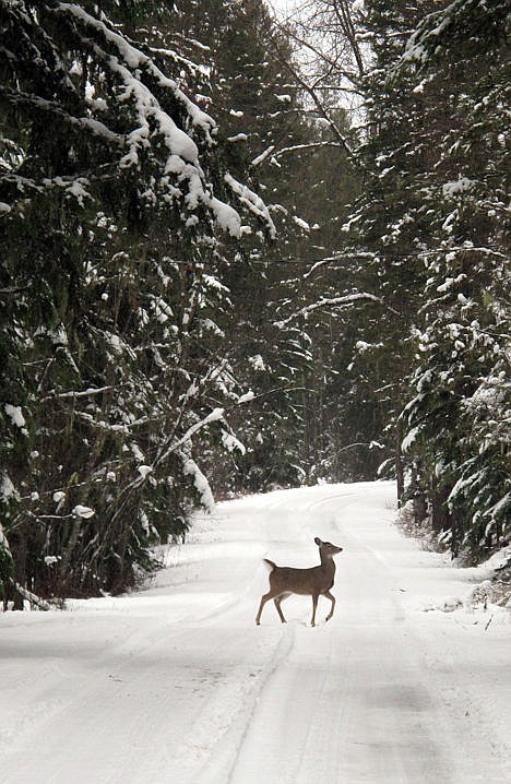 &lt;p&gt;A deer crossing a trail off Going to the Sun Road in Glacier National Park near West Glacier, Mont., on Dec. 11, 2012.&lt;/p&gt;